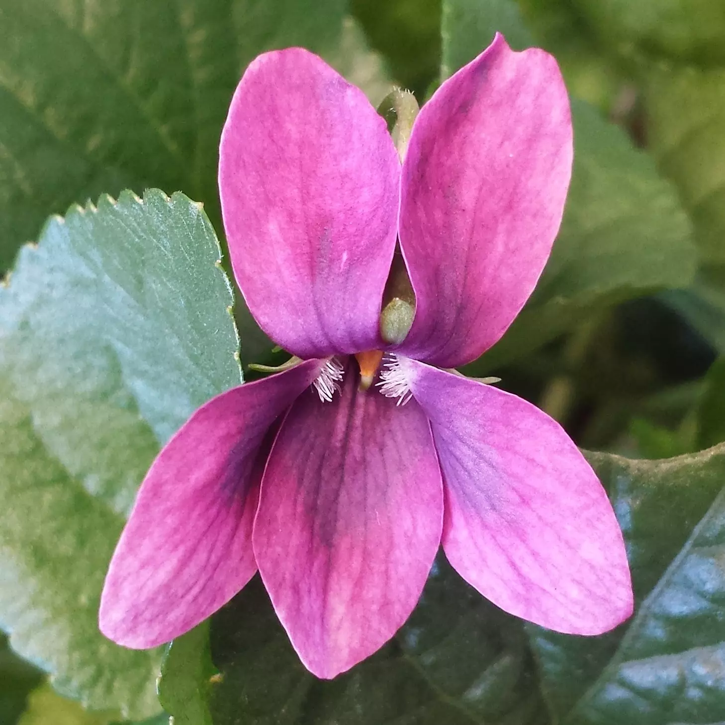 Eliza May Groves Odorata Violet Groves Nurseries Garden Centre