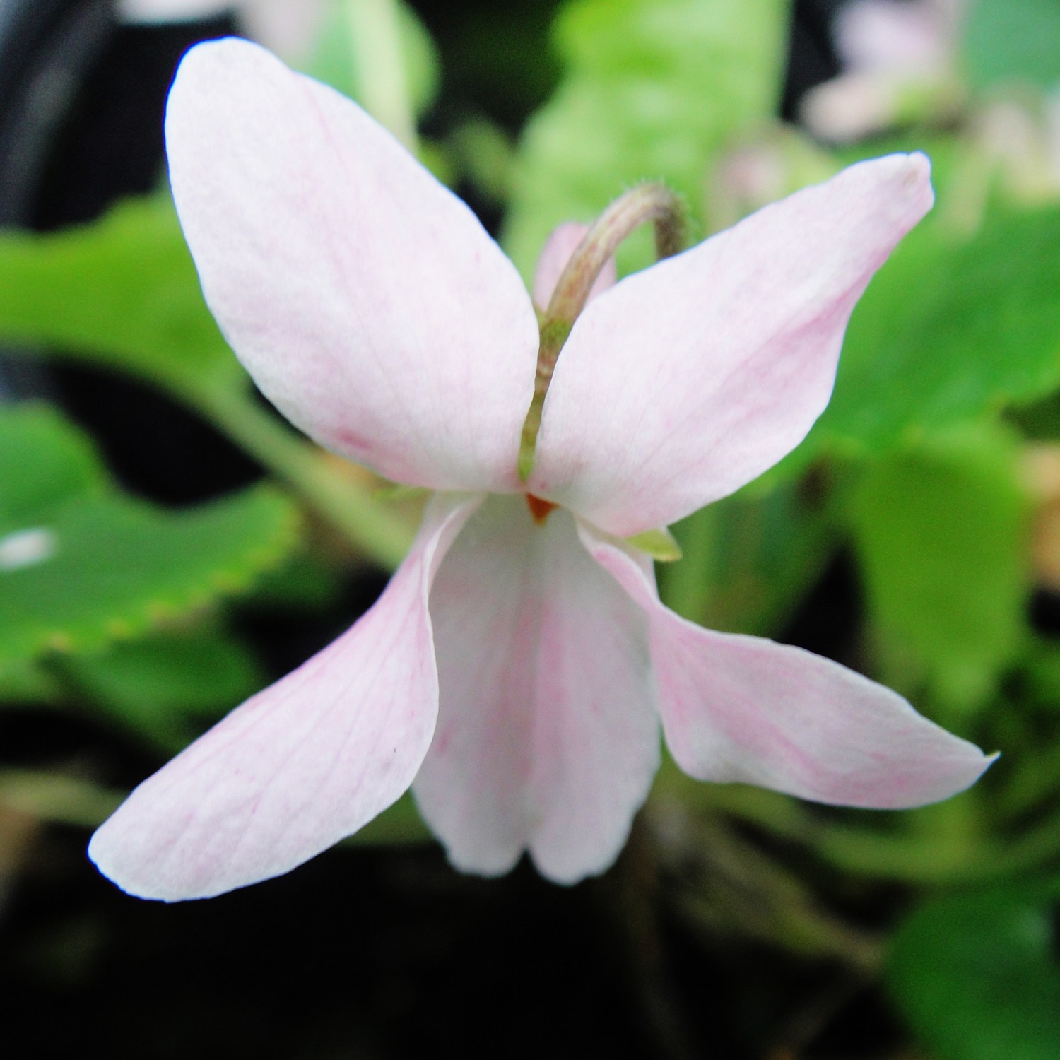 Jean Arnot Violet Groves Nurseries Garden Centre