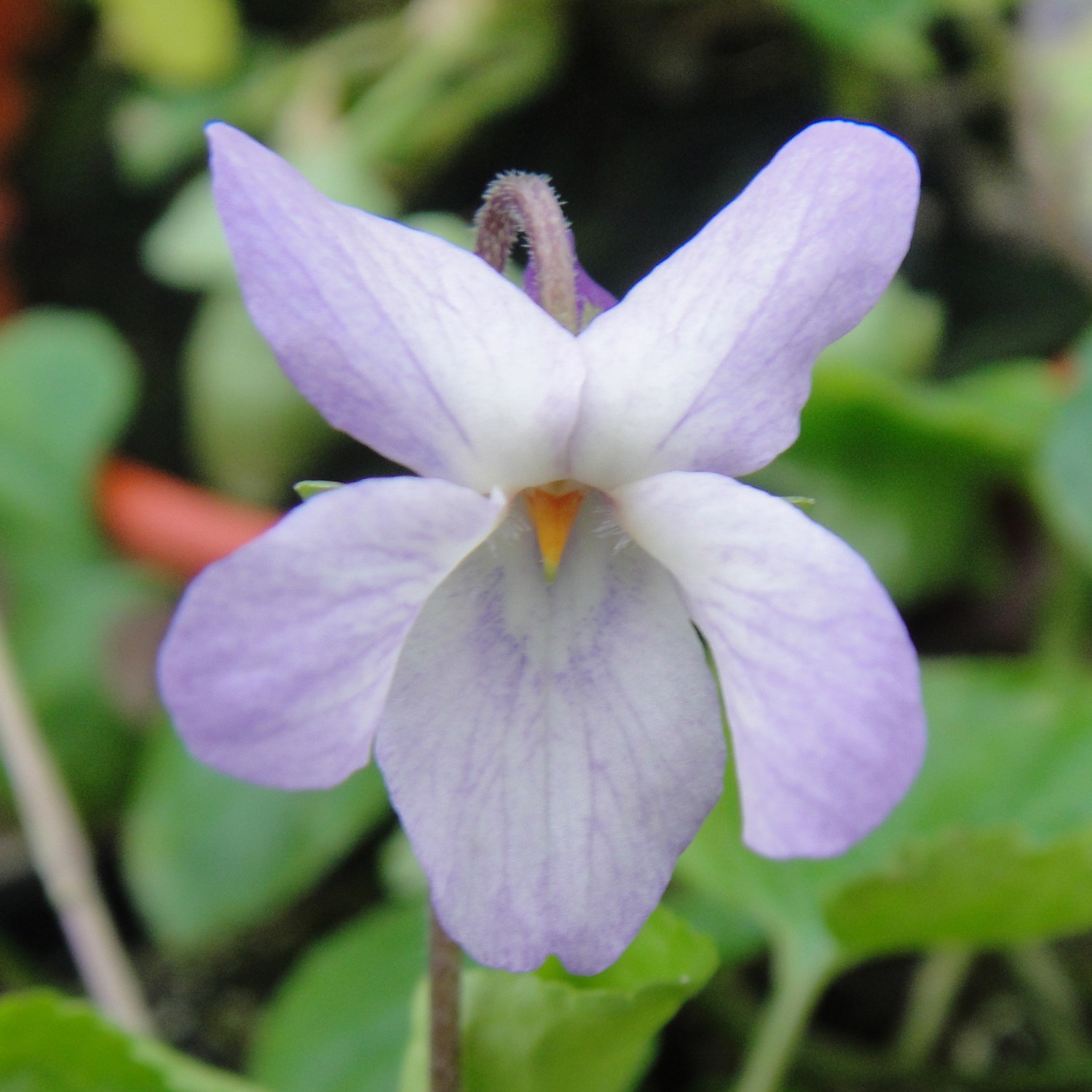 Kerry Girl Violet Groves Nurseries Garden Centre