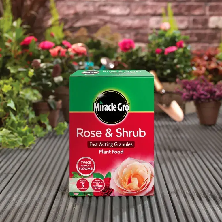 Miracle-Gro Rose & Shrub Food Granules 3kg - image 2