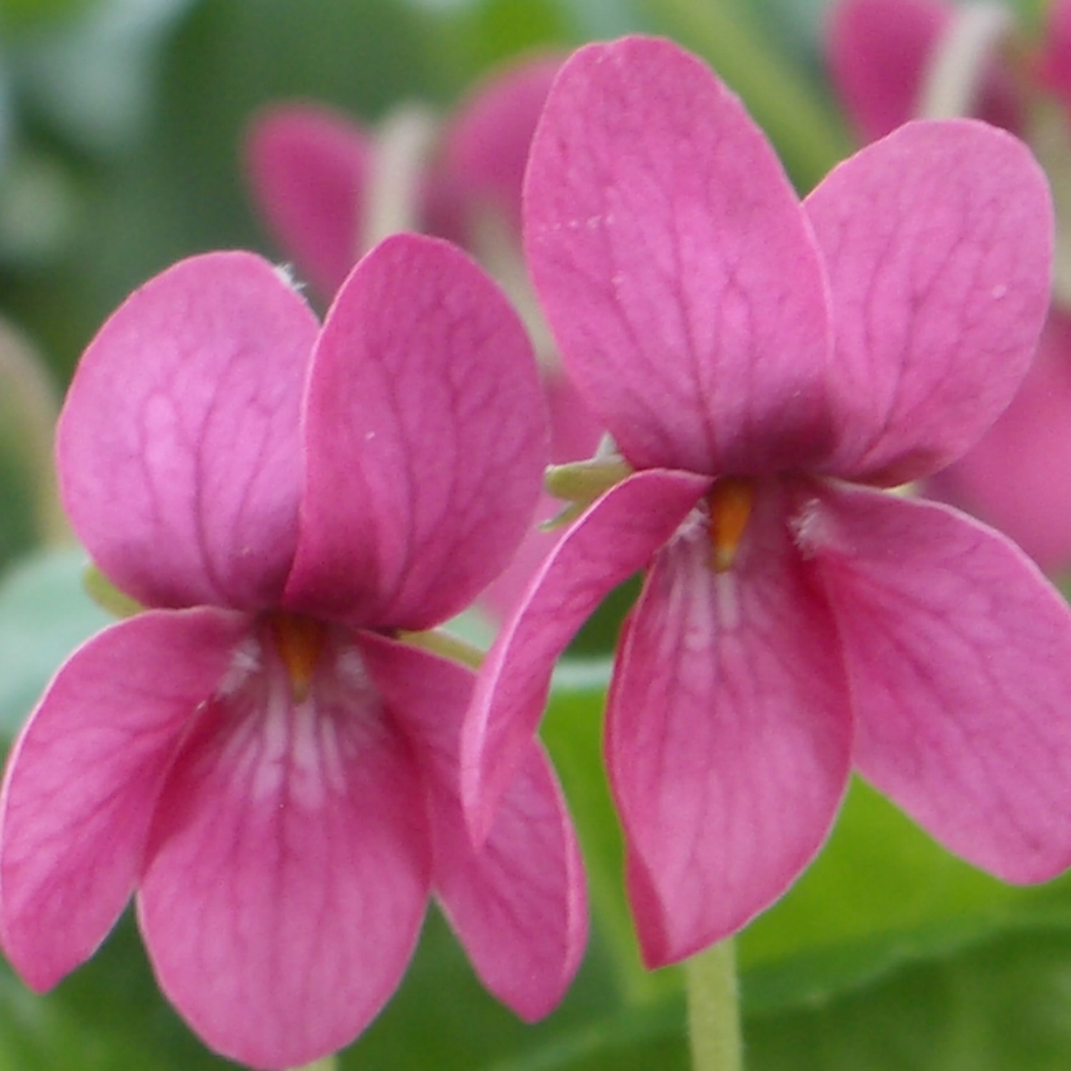 Perle Rose Violet Groves Nurseries Garden Centre