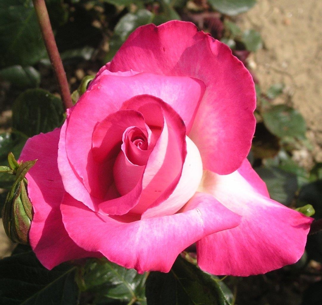 Hybrid Tea Rose Rose Gaujard Groves Nurseries Garden Centre