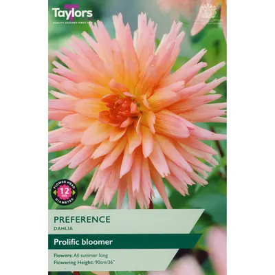 Taylors Dahlia Preference