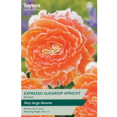 Taylors Begonia Expresso Sugardip Apricot