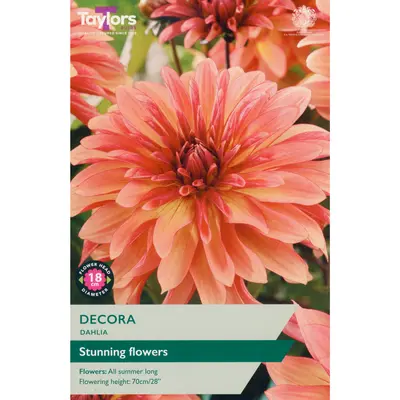 Taylors Dahlia Decora