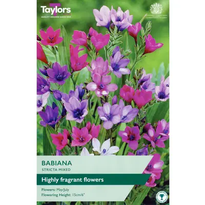 Taylors Babiana Stricta Mixed