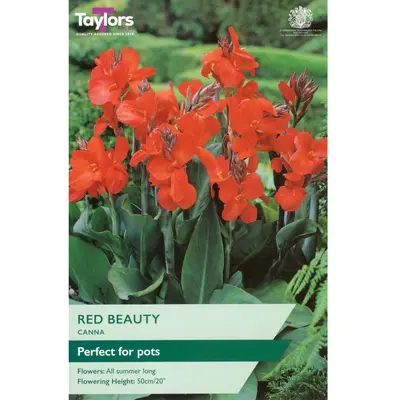 Taylors Canna Red Beauty