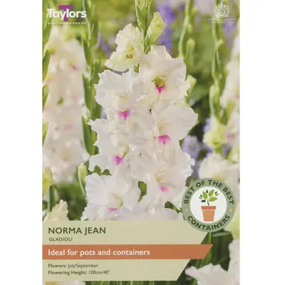 Taylors Best of the Best Gladioli Norma Jean