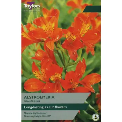 Taylors Alstroemeria Orange King