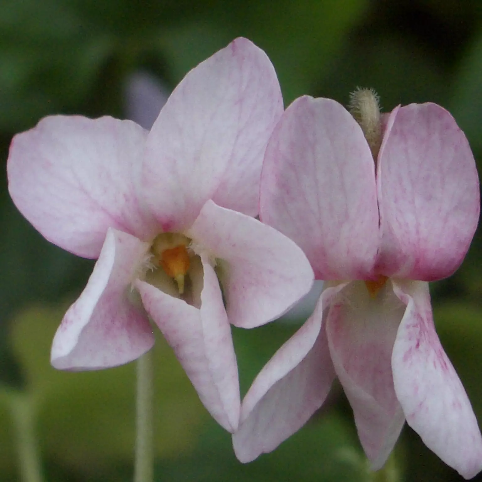 Titania Odorata Violet Groves Nurseries Garden Centre