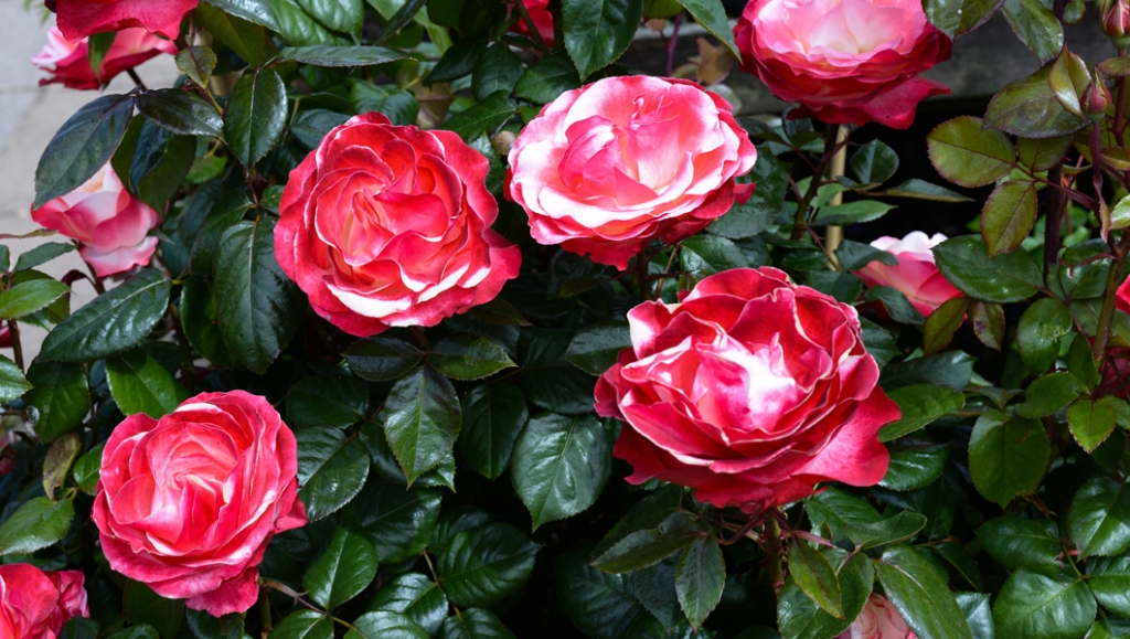 Growing Roses In Containers Garden Tips Groves Nurseries And Garden Centre