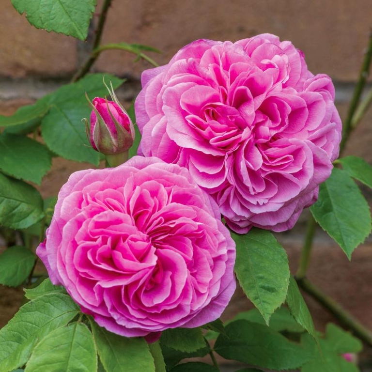 Roses for shady areas or north walls
