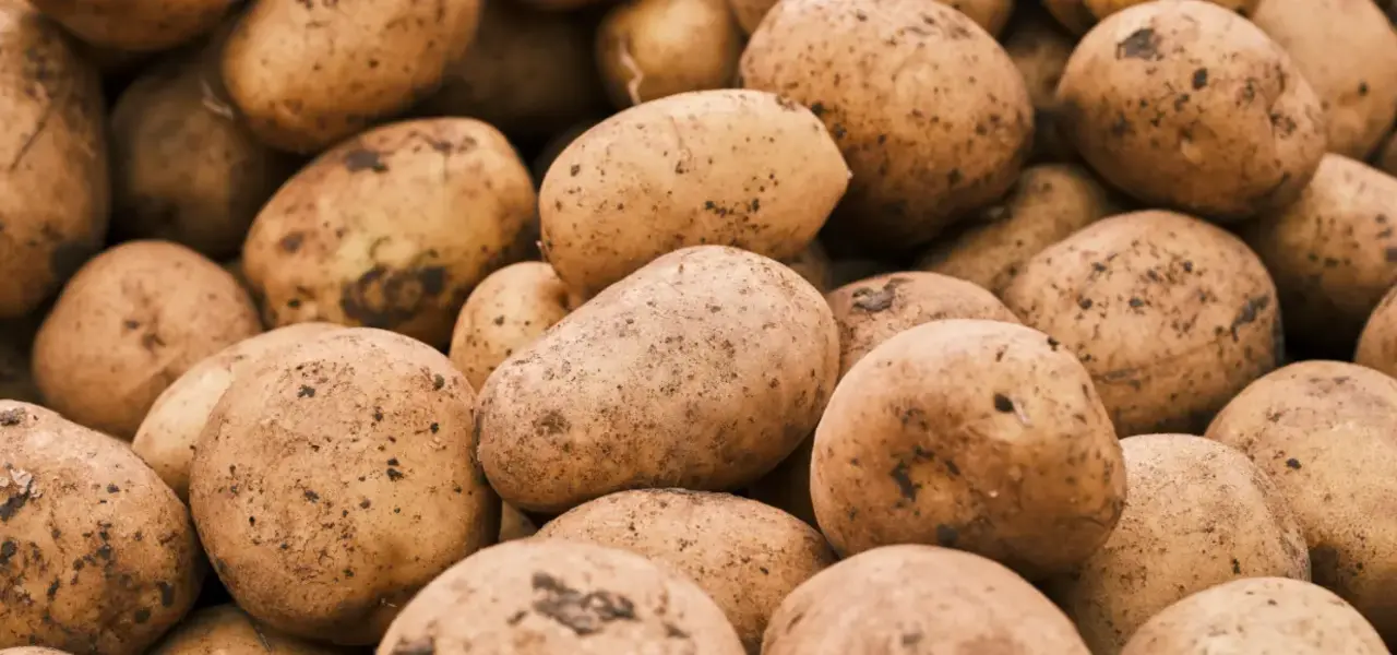 Seed potatoes #9f6435