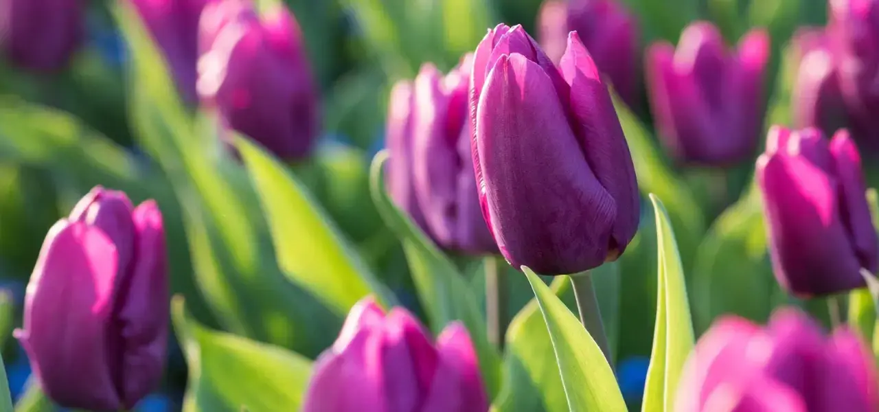 Spring Festival #3f5d3e