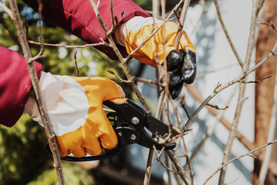 Pruning fruit trees