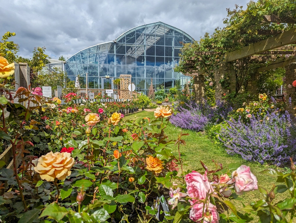 Wake up and smell the roses at our special festival