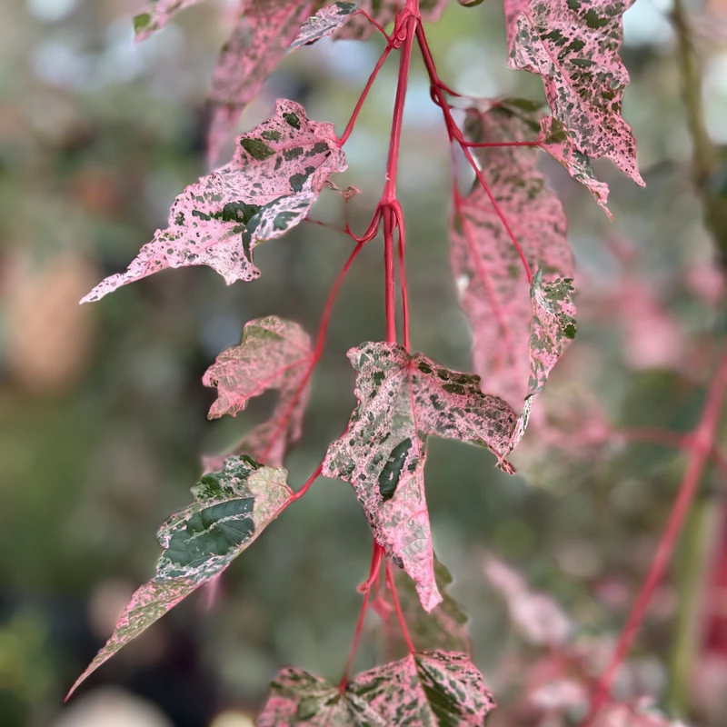 Acer Esk Flamingo