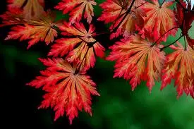 Acer jap. Aconitifolium AGM