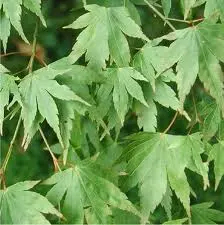 Acer palmatum