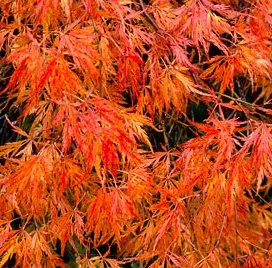 Acer palmatum Dissectum