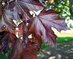 Acer platanoides 'Crimson King' AGM