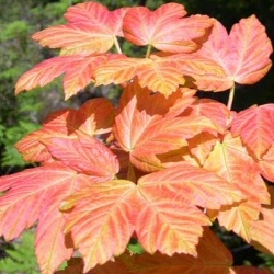 Acer pseudoplatanus Brilliantissimum