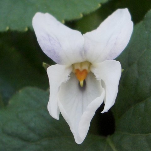 Alba Viola Odorata Seed
