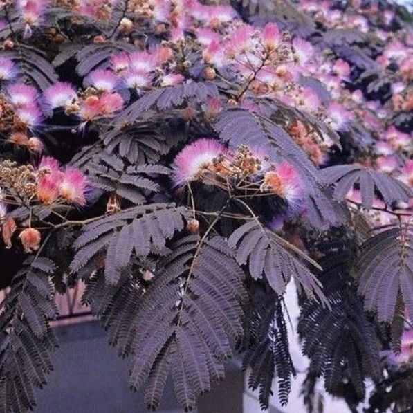 Albizia julibrissin Summer Chocolate AGM