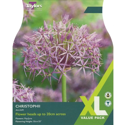 Taylors XL Allium Christophii