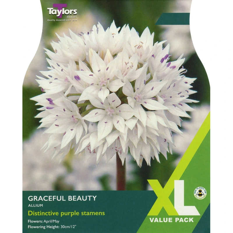 Taylors XL Allium Graceful Beauty