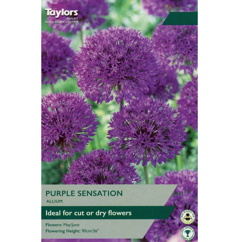 Taylors Allium Purple Sensation