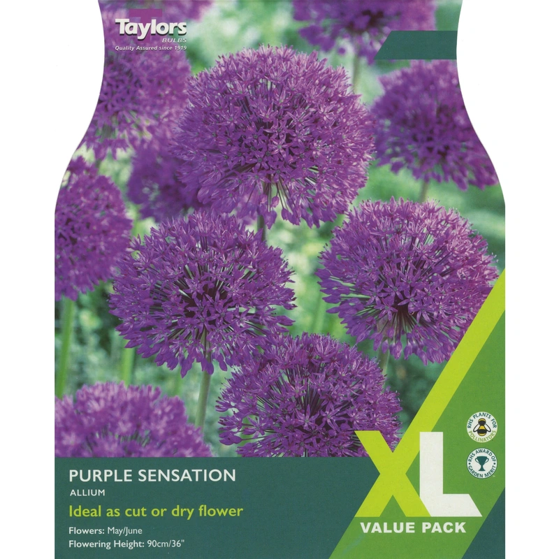 Taylors XL Allium Purple Sensation