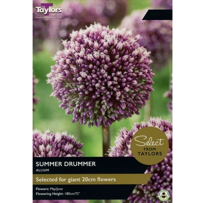 Taylors Select Allium Summer Drummer