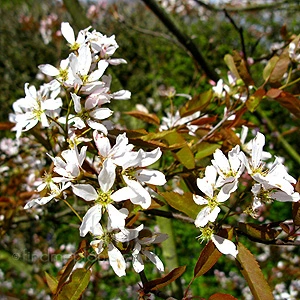 Amelanchier x grandiflora Robin Hill AGM