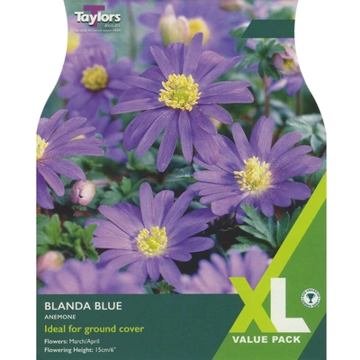 Taylors XL Anemone Blanda Blue