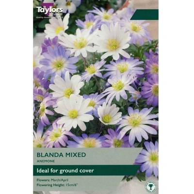 Taylors Anemone Blanda Mixed