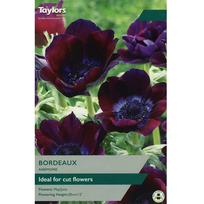 Taylors Anemone Bordeaux