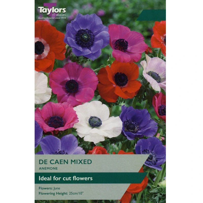 Taylors Anemone De Caen Mixed