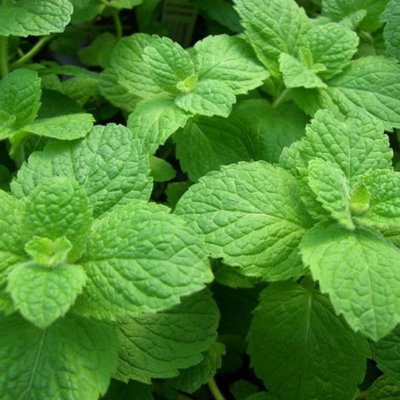 Apple Mint Herb 12cm