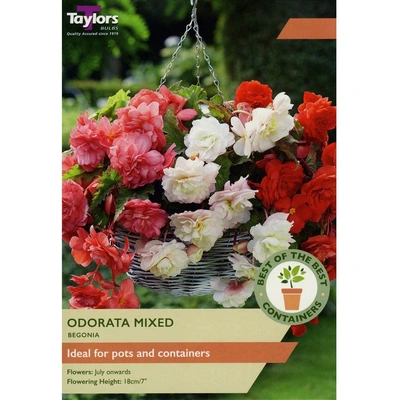 Taylors Best of the Best Begonia Odorata Mixed