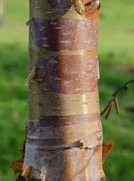 Betula 'Fascination' AGM