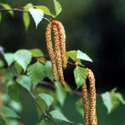 Betula pendula