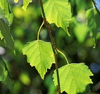 Betula pendula Youngii