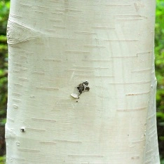 Betula utilis jacquemontii