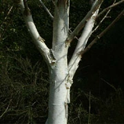 Betula utilis Snow Queen