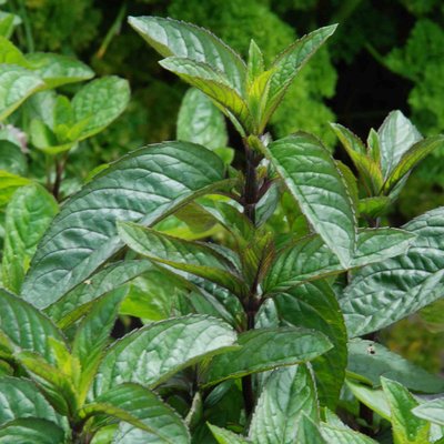 Black Peppermint Herbal Tea Herb 12cm