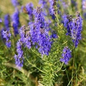 Blue Hyssop 1L
