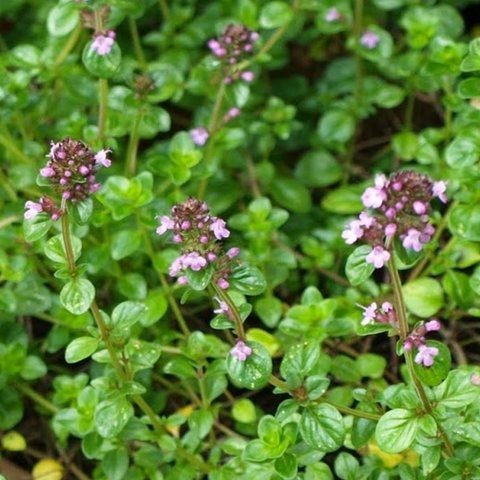 Broad Leaved Thyme Herb 12cm