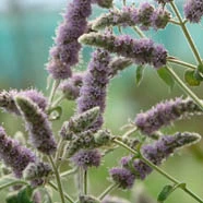 Buddleja Mint 1L