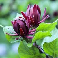 Calycanthus floridus